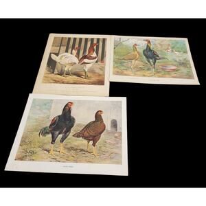 Antique Lot 3 Game Fowl Print Poultry Ludlow Cassell Victorian Chromolithographs